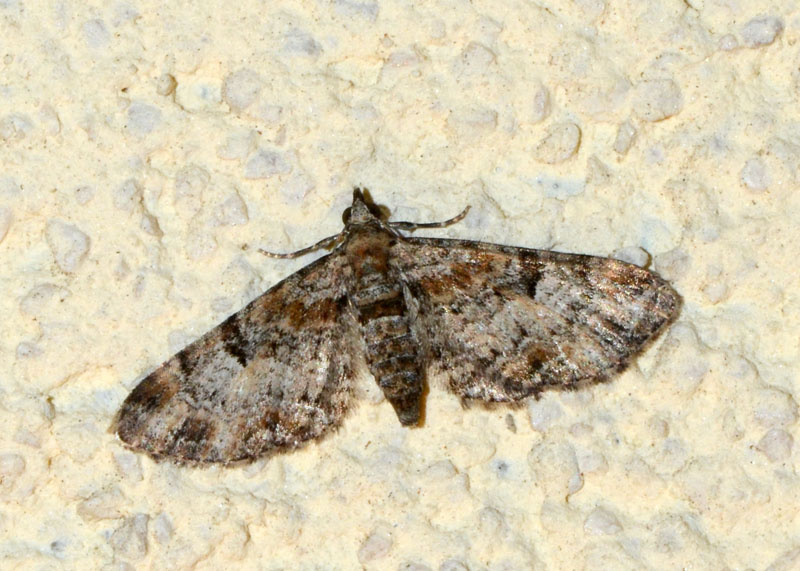 Geometridae Eupithecia sp